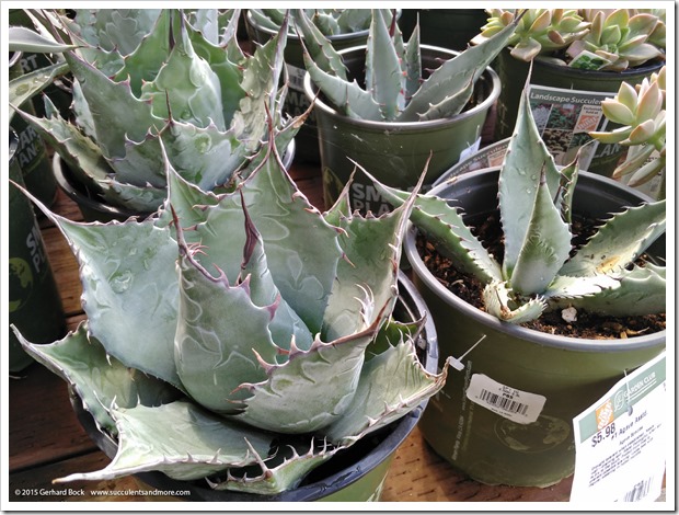 151018_HomeDepot_agaves_004