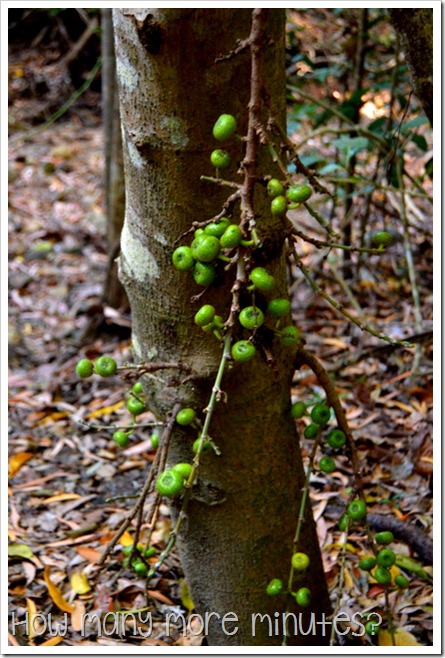 Cape Hillsborough NP | How Many More Minutes?