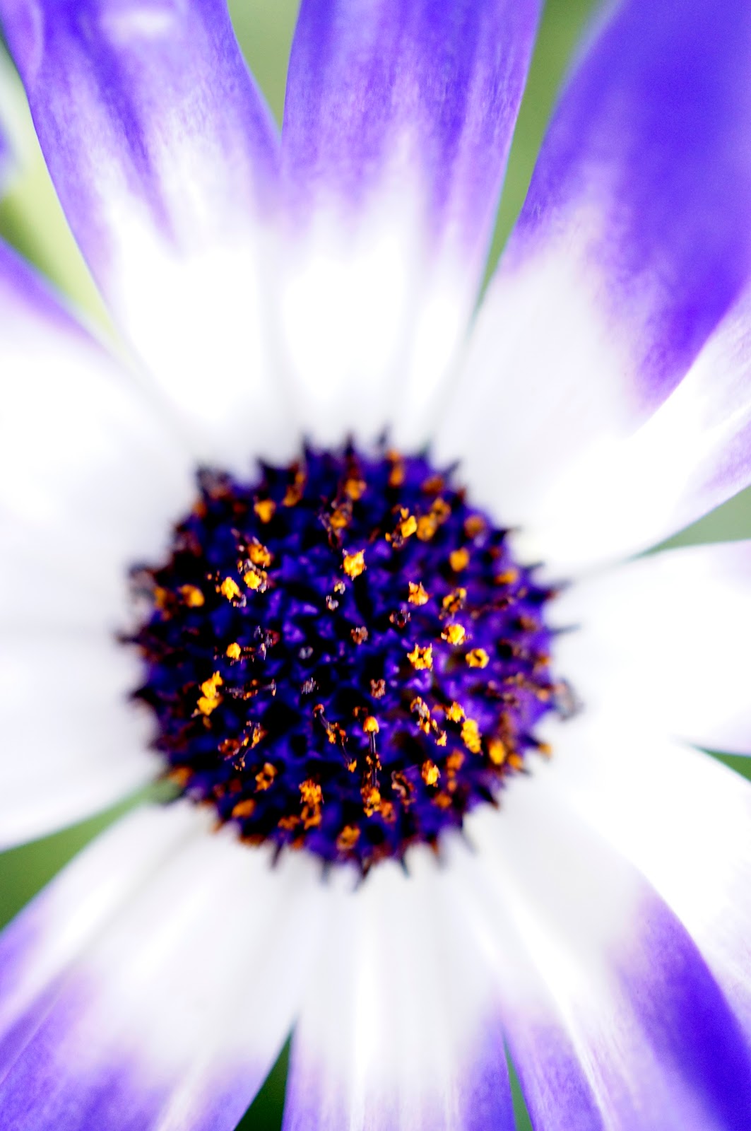 [flower-close-up%255B3%255D.jpg]