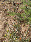 Three colors of buckhorn cholla at gate 5/15