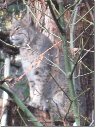 IMG_0157 Bobcat at the Oregon Zoo in Portland, Oregon on November 10, 2009