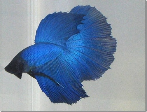 betta16