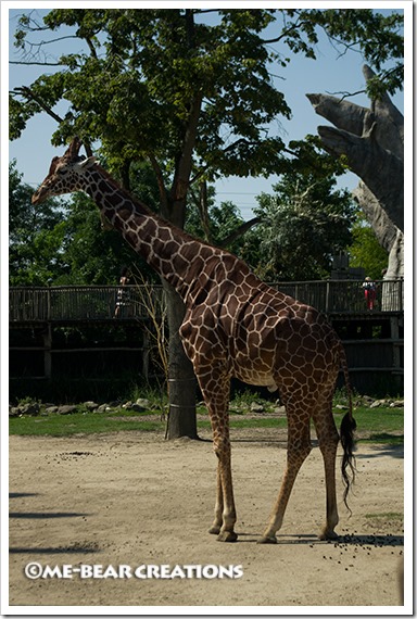 Giraffe_02