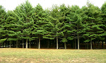 Evergreens, Seneca Creek State Park near Gaithersburg, Maryland.