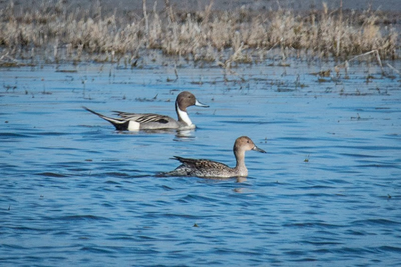 Northern Pintail Male and Female IMG_0358