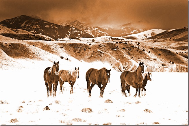 Wild-Horses-Photography4-900x600