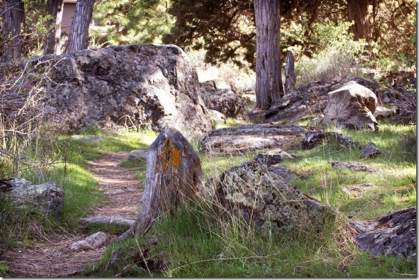 forest-trail_MJ1ZSwY_edited forest-trail_MJ1ZSwY_edited