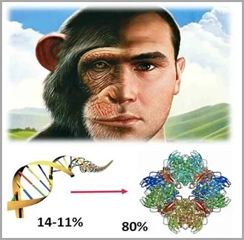 macaco-homem-dna-semelhanças