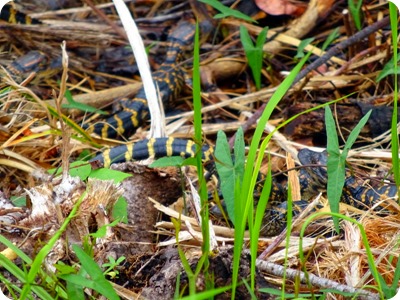 baby alligator