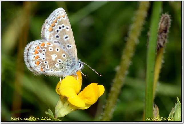 Draycote Meadows - July