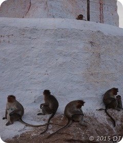 Monkeys shrugging away