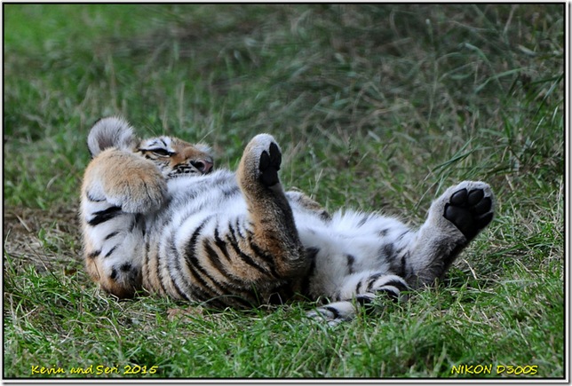 Yorkshire Wildlife Park - August