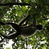 Macaco aranha - Tikal, Guatemala