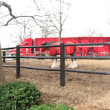 Clydesdales in front of the Anheuser-Busch Brewery in St Louis 03192011b
