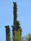 Flowers aren't supposed to bloom down the side of a saguaro 5/31