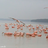 Flamingos na Ria de Celestun, México