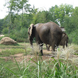 Elephants at the Nashville Zoo 09032011b