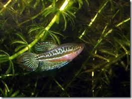 be-ca-canh-sparkling_gourami_green_croaking_gourami_cathanhngoc003-be-thuy-sinh