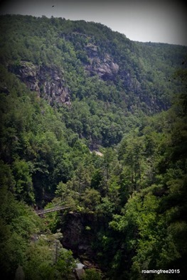 Looking into the Gorge at Overlook 6