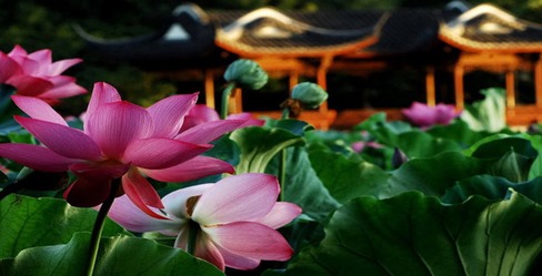 blooming-lotus