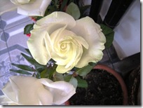 White rose 05