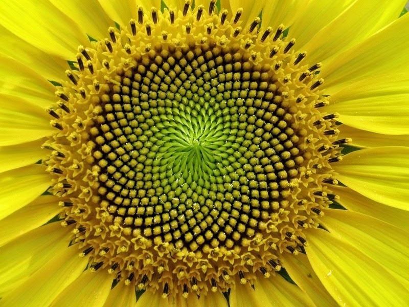  pequeñas curiosidades  Sunflower%25255B2%25255D