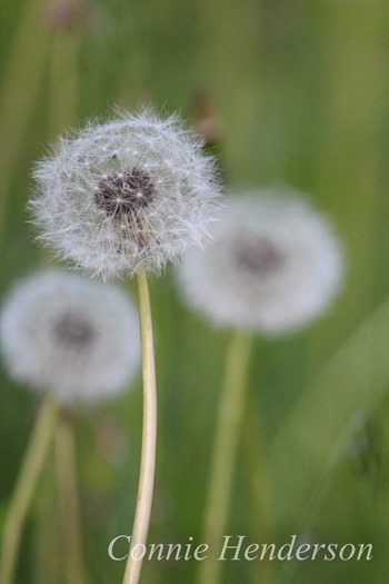 Dandelion June 5