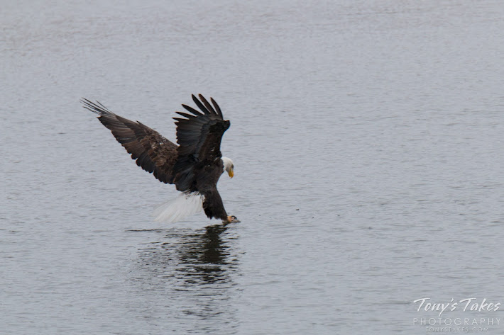 A Bald Eagle grabs a fish from a pond near the South Platte River in Colorado.  (© Tony’s Takes)