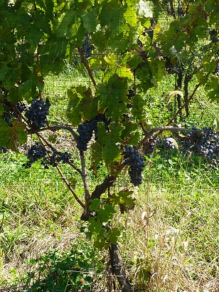 Winery «Black Ankle Vineyards», reviews and photos, 14463 Black Ankle Rd, Mt Airy, MD 21771, USA