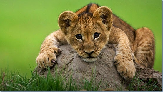 Lion (Panthera Leo)_Duba_Okavango_Botswana_BJoubert2492.jpg