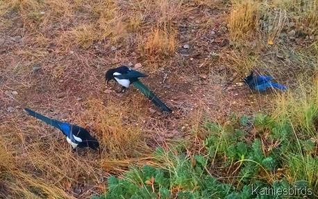 9. 10-22-15 crows and stellar's jay