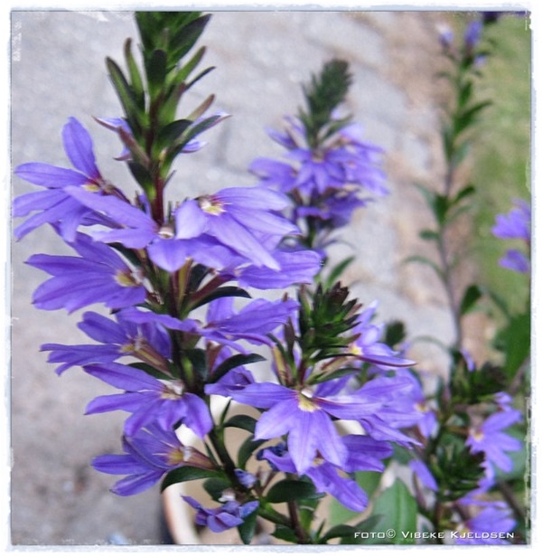 scaevola_17.07.15