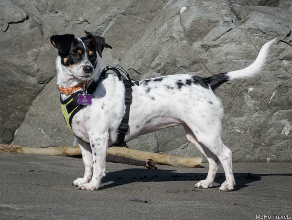 Mattie at Mills Beach (12 of 41)