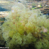 Clavigera macarena - Caño Cristales -  La  Macarena, Colômbia