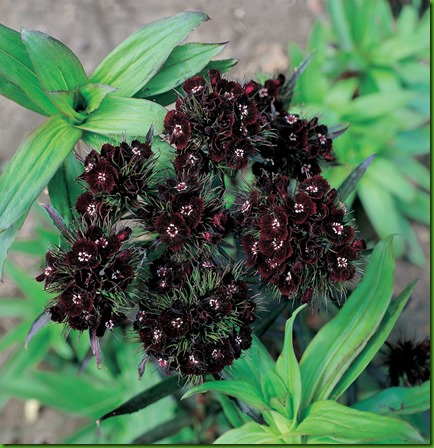 Dianthus barbatus Sooty