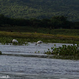 Cegonhas- Lago Suchitlán - Suchitoto, El Salvador