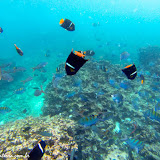 Snorkel no Devil´s Crown - Floreana - Galápagos