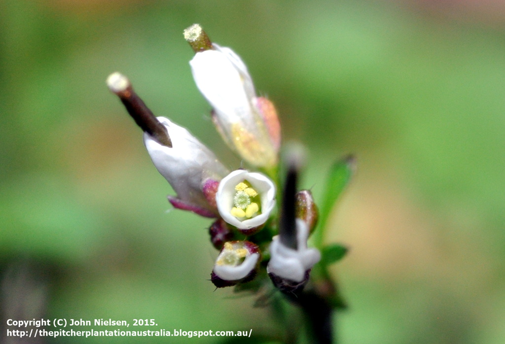 [Cardamine_hirsuta_flower_close%255B10%255D.png]