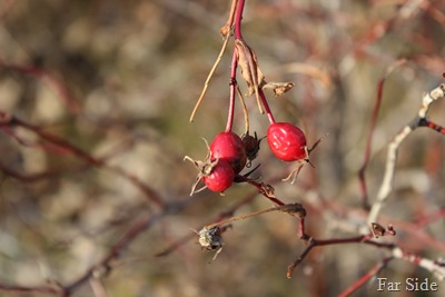 Wild Rose hips