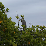 Cormorant Point - Floreana - Galápagos