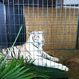 A white tiger at Navy Pier Park in Chicago 01152012a