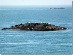 Seals on an island