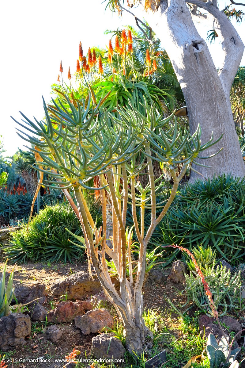 [141227_Huntington_0384_Aloe-ramosissima%255B2%255D.jpg]