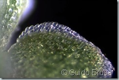 Azolla filiculoides_05bis