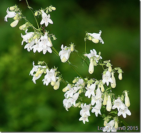 Foxglove_Beardstongue Native3