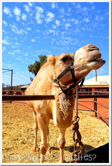 The Camel Farm at Yulara | How Many More Minutes?