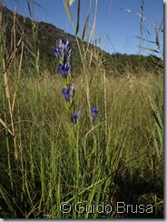 Gentiana pneumonanthe