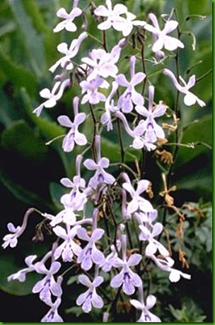 Streptocarpus haygarthii