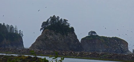 Rialto Beach during rain storm, birds take off