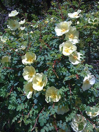 flowering trees and bushes